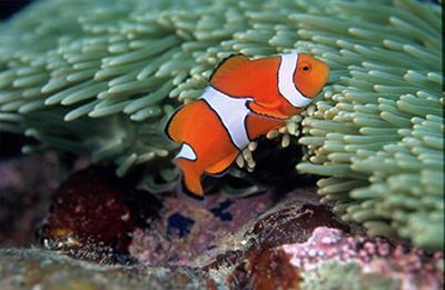 De novo Transcriptome Assembly of the Clown Anemonefish (Amphiprion percula): A New Resource to Study the Evolution of Fish Color